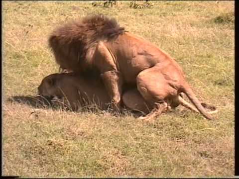 Lions in love