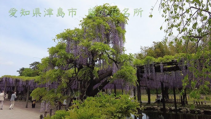 天王川公園藤まつり21 Youtube 天王川公園藤まつり21 Youtube