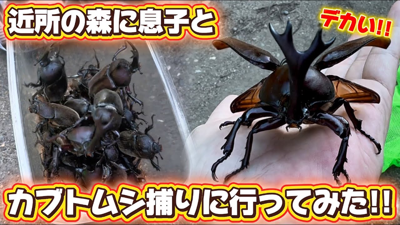 昆虫採集】近所の森に息子とカブトムシ捕りに行ってみた!! - YouTube
