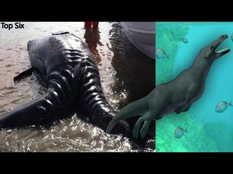 Vídeo: Ballenas Con Patas Enseñadas A Nadar Todas Las Ballenas - Vista Alternativa