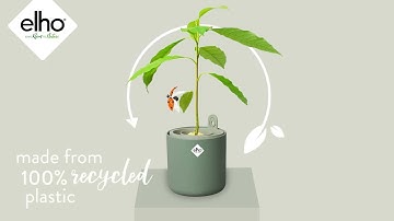 elho snippet video Amazing Avocado Pot EN