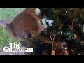 Confused koala ends up in Australian family's Christmas tree