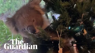 Family In South Australia Find Live Koala In Their Christmas Tree | Wildlife | The Guardian