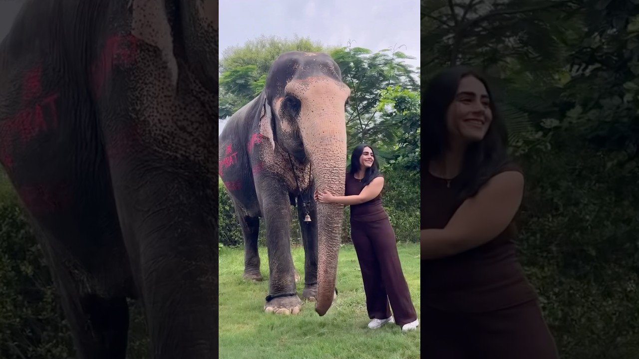 🌿 Elephant Bonding | Art, Photos & Fun Moments 🐘 #shortvideo
