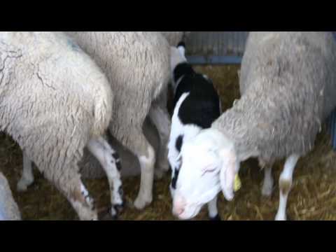 Vídeo: Capçaleres De L’esperança: Un Capçal D’ovelles De Mascotes Descobreix Un Càncer En Fase Inicial Al Propietari