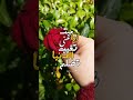 سميني عاشق مجنون حالات واتس اب حب وعشق
