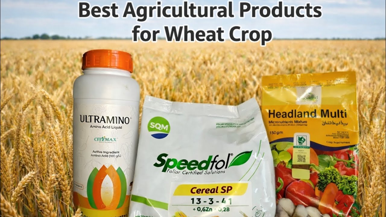 گندم چھوٹی رہ گئی ہے اس کے لیے بہترین فولیر سپرے ۔