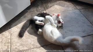 MeoowzResQ MeoowzResQ