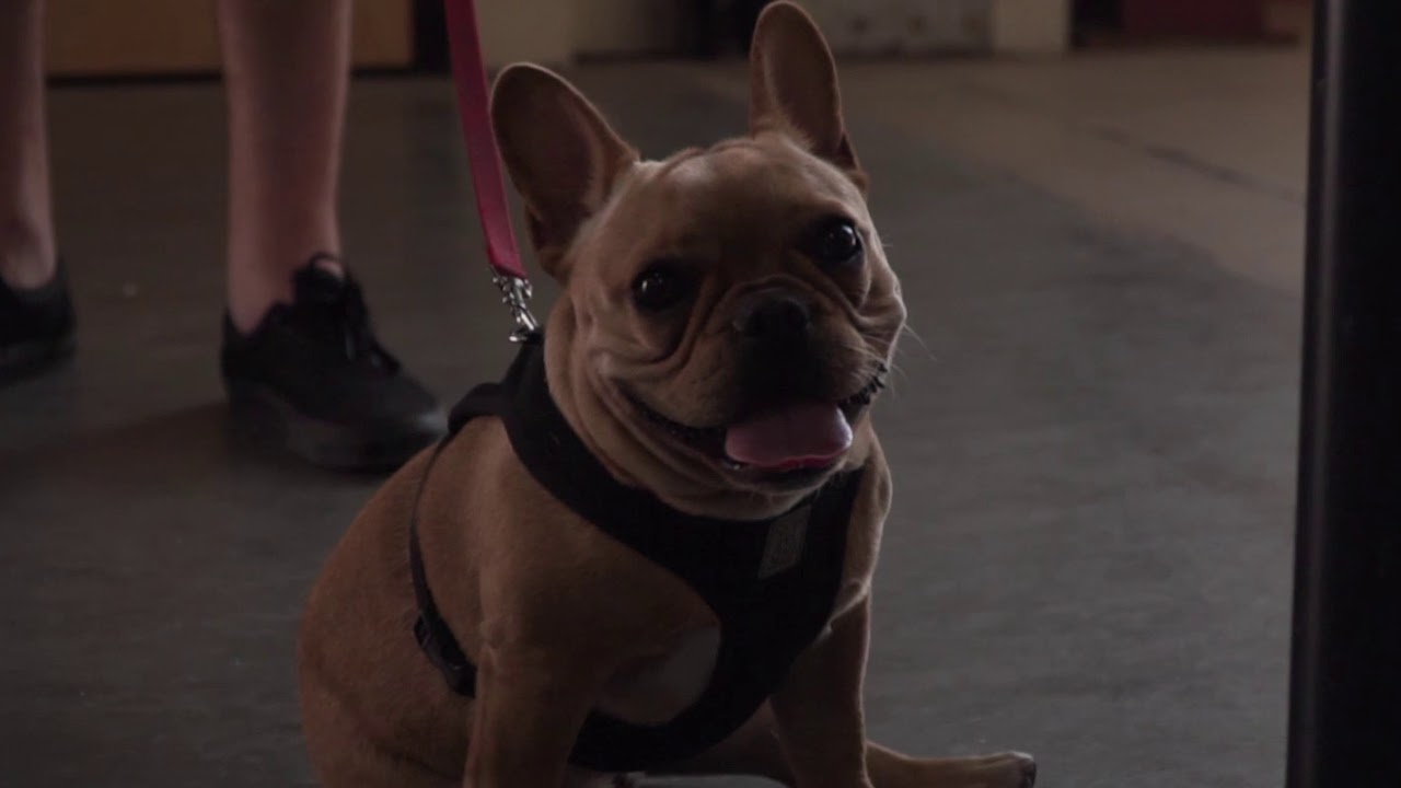 WOLFSGART 10 | THE UNOFFICIAL TRAILER