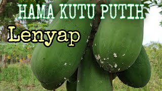 Mengatasi HAMA KUTU PUTIH Pada Tanaman Pepaya dengan Mudah
