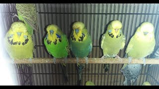 Exhibition Budgies Uk Blood Line New Shipment  in Urdu/Hindi.