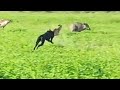 Soor ka shikar 2024  pig hunting with dogs  dogs hunting  bully dogs fight  hogs dogs hunting