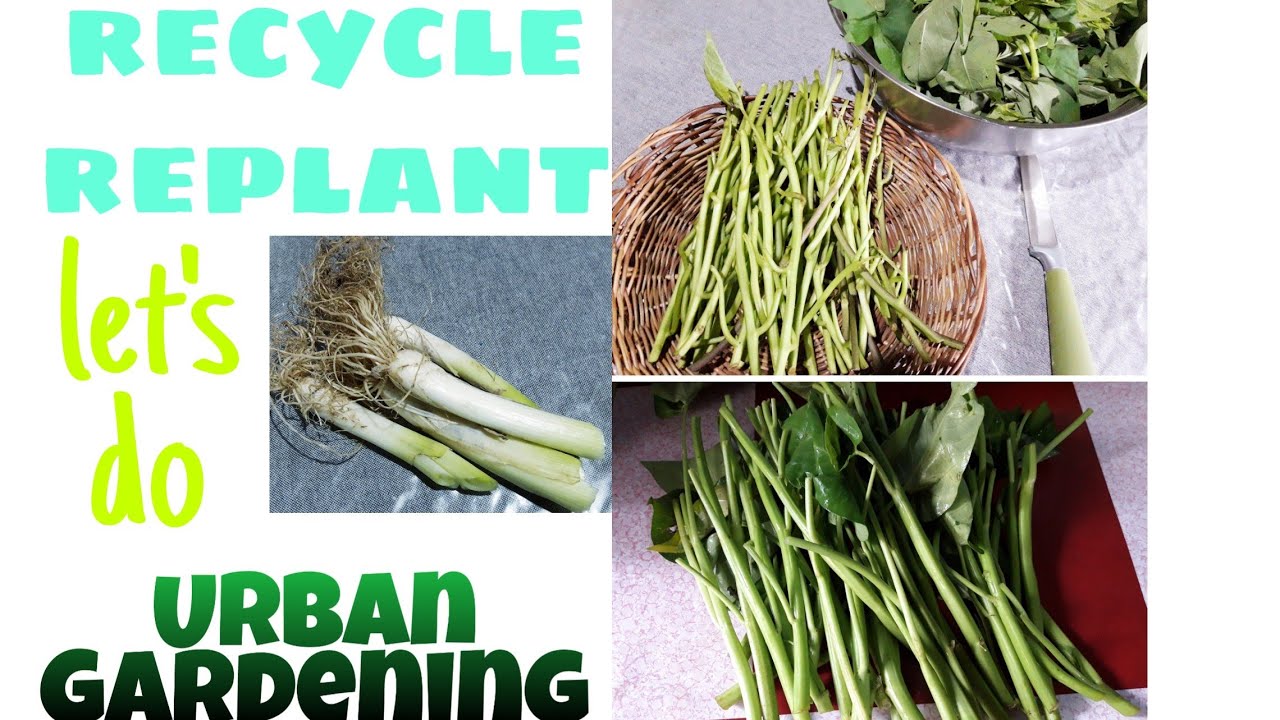 URBAN GARDENING #recycle #replant by Sigrids Handmades - YouTube