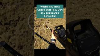 Wildlife Vet, Maria Caiado, Uses Pneu-Dart for Wildlife Conservation (read description for more)