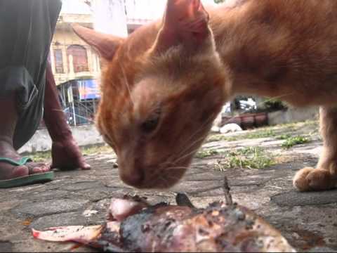 Jakarta Animal 1 Kucing Makan Tulang Ayam Padang dan Ikan  