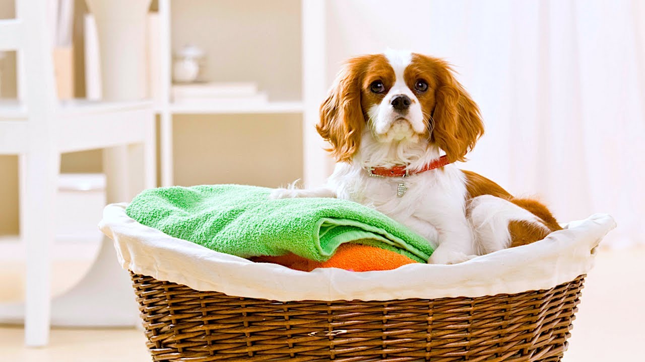 Kenmore Hills Clothesline Picks: The Most Sought-after Clothes Lines Models in Kenmore Hills 4069