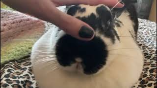 Download Lagu Happy Bunny | Rabbit Purr MP3 Download Lagu Happy Bunny | Rabbit Purr MP3