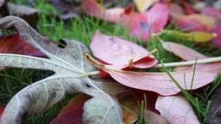 Frenesia (autumn colours) - Alberto Ziliotto