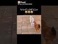 القطط اصبحت متمرده على اصحابها