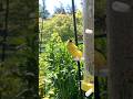 Goldfinch Enjoying the Feeder 🌿 | Calm Backyard Bird Watching 🐤🥰 #backyardbirds