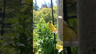 Goldfinch Enjoying the Feeder 🌿 | Calm Backyard Bird Watching 🐤🥰 #backyardbirds
