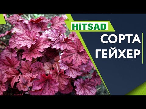 Videó: A Heuchera Modern Fajtái