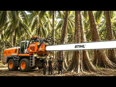 This Guy Cut Down a Twisted Centuries-Old Coconut Tree to Create a Unique Coffee Table!