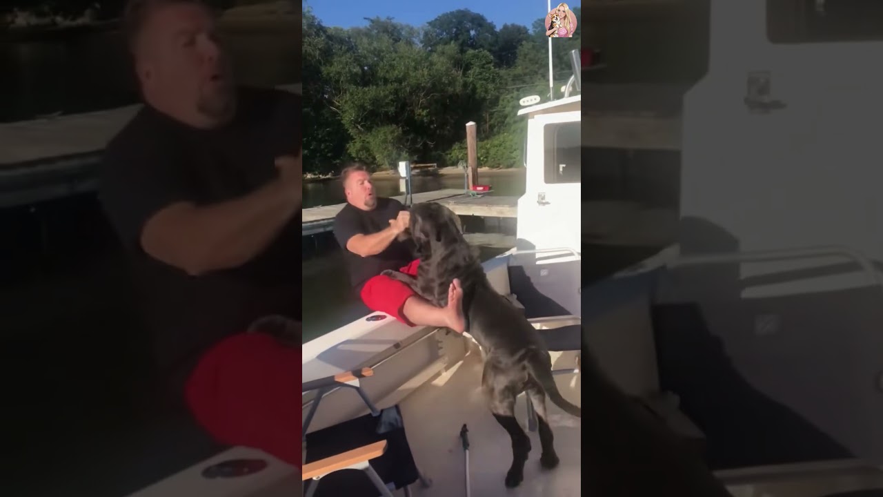 Funny DOGS 🐶 Try Not To Laugh Challenge 😜 (You Will Fail!) 