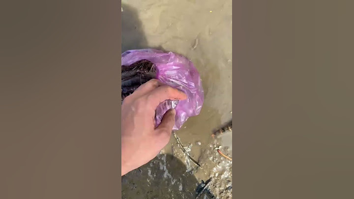 Releasing Giant Tiger Prawns Into The Mangrove Forest