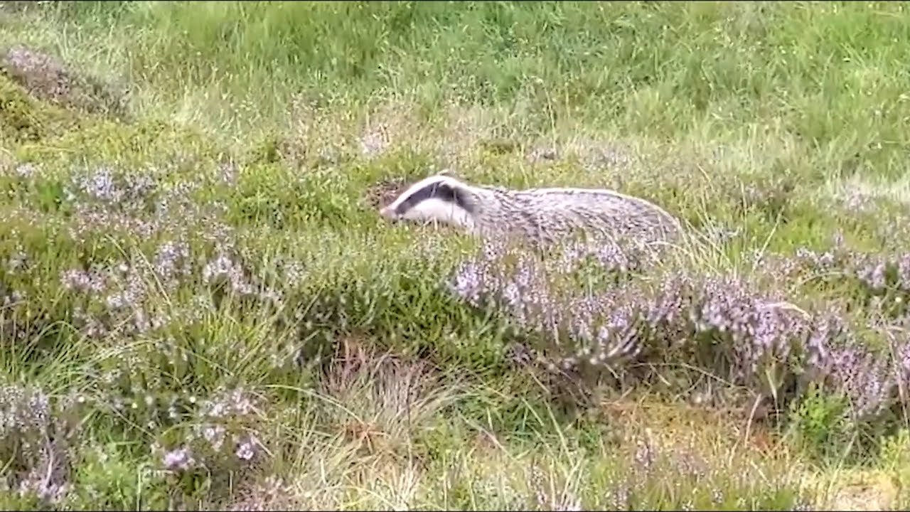 Glen Finglas Wildlife camera montage