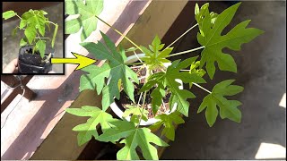Growing Papaya in a Pot