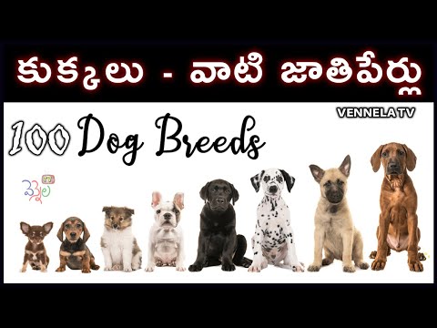 కుక్కలు వాటి జాతి పేర్లు | Dogs with Breed Name | VENNELA TV