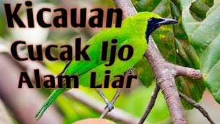 Ocehan Burung Cucak Ijo Gacor Suara Asli cucak ijo Liar Pancingan cak ijo