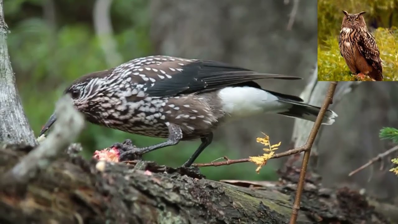 Кедровка   Nucifraga caryocatactes