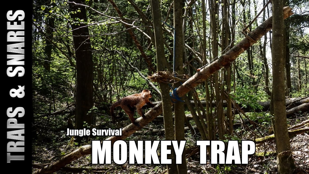 The Monkey Trap (Jungle Survival) YouTube