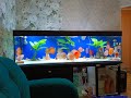 Aquarium fish-discus