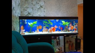 Aquarium fish-discus