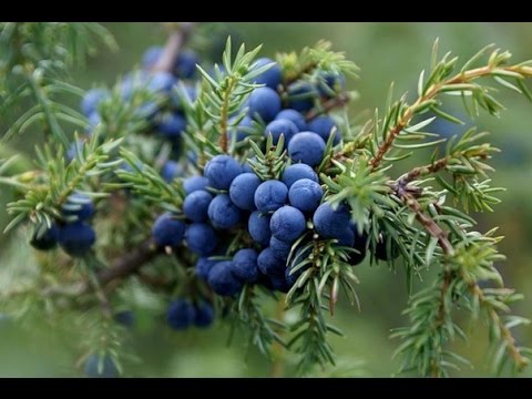 Видео: Осенью здоровее! Лечебные рецепты с можжевельником