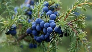 видео Можжевельник (Juniperus)