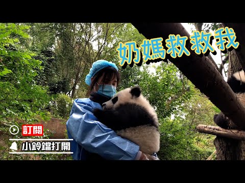 《熊貓早晚安》“績笑”童年黑歷史：卡頭記全過程大曝光 | iPanda熊貓頻道