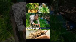 ഗ്രോബാഗിൽ ഇഞ്ചിക്കൃഷി | Ginger Farming Malayalam shorts youtube farming krishi malayalam