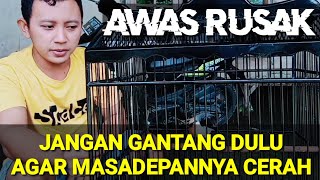 CENDET GACOR TAPI BELUM SIAP GANTANG, Jangan terburu buru agar masadepannya cerah