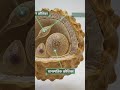 परागकण की संरचना | Structure of Pollen Grain in Hindi | Class 12 Biology Animation 3D
