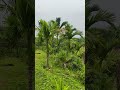 Beetelnut plantation 🏝️🎄🌲 short video #shortvideo #danialbrother