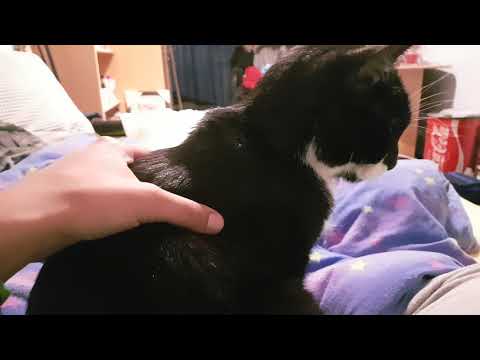Video: Lungenentzündung (Aspiration) Bei Katzen