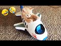 Try Not To Laugh 😍 Funniest Cats and Dogs 2025 😹🐶