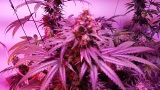 20161008 COB4 LED Growing