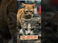 Gak Berantem… Tapi Mereka Saling Menghancurkan 😢