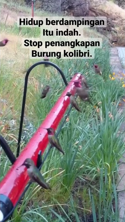 Salah satu jenis Burung kolibri