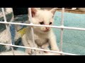山奥で保護した子猫の2時間後の姿がこちらです笑